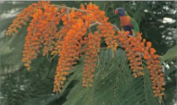  ??  ?? GLORIOUS: Colvillea racemosa, also known by its common name Colville’s Glory, was named after Sir Charles Colville, the ex-Governor of Mauritius. It lines many well-known streets in Durban, in particular Innes, Florida and Musgrave roads. It is native...