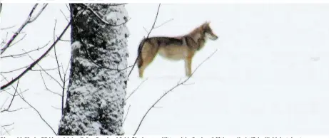  ??  ?? Dieses idyllische Bild bot sich Jagdleiter Bernhard Schießl, als er am Mittwoch im Revier südlich von Karlstift im Waldvierte­l unterwegs war