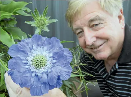  ?? PHOTO: JOHN BISSET/STUFF ?? Max Muldrew admires the scabius purple flower that was brought home by a returning soldier in 1918.