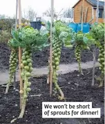 ??  ?? We won’t be short of sprouts for dinner!