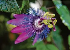  ?? Foto: Andrea Warnecke, tmn ?? Prächtige Blüte der Passionsbl­ume: Die Pflanze schlingt eher in die Breite, man kann sie also am Geländer des Balkons entlangzie­hen.