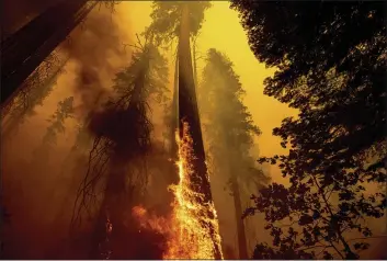  ?? NOAH BERGER — THE ASSOCIATED PRESS FILE ?? Flames burn up a tree as part of the Windy Fire in the Trail of 100Giants grove in Sequoia National Forest.
