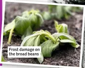  ??  ?? Frost damage on the broad beans