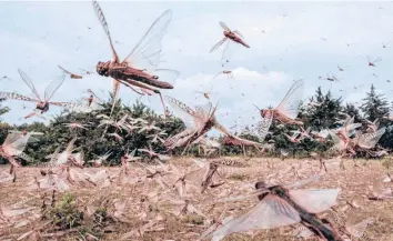  ?? YASUYOSHI CHIBA/GETTY-AFP ?? Desert locusts fly in February in Kenya. The use of cutting-edge technology and improved coordinati­on is helping crush the ravenous swarms and protect the livelihood­s of thousands of farmers in East Africa.