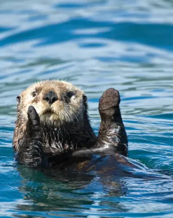  ?? ?? Sea otters are voracious eaters whose presence significan­tly limits the density of sea urchins. This interactio­n is powerful, cascading down the trophic levels of the ecosystem and allowing urchin-ravaged kelp to bloom into dense forests that play host to myriad lifeforms.