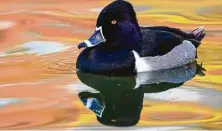  ?? Kathy Adams Clark / Contributo­r ?? Ring-necked ducks are divers, floating low on the water and barely showing their tails.