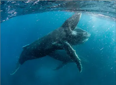  ??  ?? A humpback whale feeds near Cape Town, filmed for the Our Planet series, which will be voiced by Sir David Attenborou­gh.