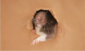  ??  ?? Meet your new office mate: if an office is left empty with the central heating on the building soon becomes a tempting home for a rat.