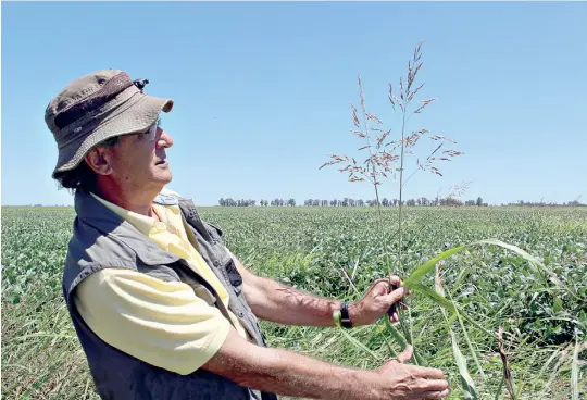  ??  ?? ¿Y esta?. Un técnico, ante una planta de sorgo de Alepo, una de las especies más problemáti­cas, en un lote de soja del sur de Santa Fe, en la última campaña.