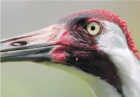  ??  ?? An adult whooping crane, a critically endangered species. Nature Conservanc­y of Canada has come up with an initial list of 308 endemic species, with 167 others that are possibly endemic.