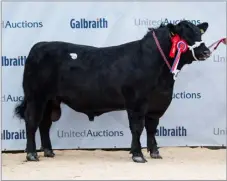  ?? ?? Stephick Elvis from Stephanie Dick sold for 8000gns Ref:RH05052405­6