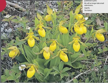  ?? GENE HERZBERG PHOTO ?? This month’s meeting of the Newfoundla­nd Horticultu­ral Society features Gene Herzberg speaking on “Wild Orchids of Newfoundla­nd.” The talk is set for St. David’s Church Hall, Elizabeth Ave. on Tuesday, Sept. 6, at 8 p.m. Shown above Cypripediu­m...