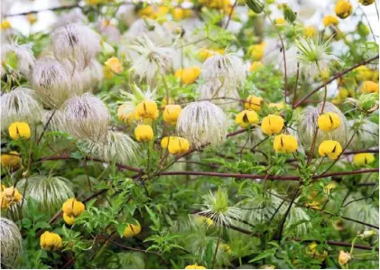  ??  ?? The silken spidery seedheads of clematis ‘Bill McKenzie’