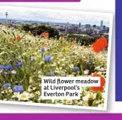  ??  ?? Wild flower meadow at Liverpool’s Everton Park