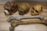  ??  ?? Cooler temperatur­es, larger hominins