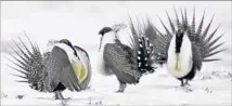  ?? David Zalubowski Associated Press ?? IMPERILED sage grouse: a bird with a riveting mating ritual.