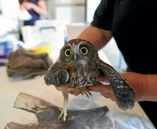  ?? PHOTOS: JAMES PASLEY/STUFF ?? Porky the morepork was found flapping around on the ground with a broken wing.