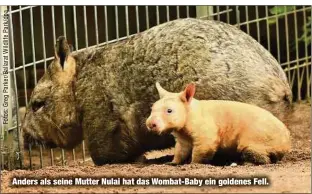  ??  ?? Anders als seine Mutter Nulai hat das Wombat-Baby ein goldenes Fell.