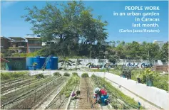  ?? (Carlos Jasso/Reuters) ?? PEOPLE WORK in an urban garden in Caracas last month.