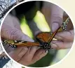  ?? GEORGE HEARD/ STUFF ?? Butterfly specialist Vicky Steele is pleased the council is installing rat and predatorpr­oof steel bands around trees in two parks.