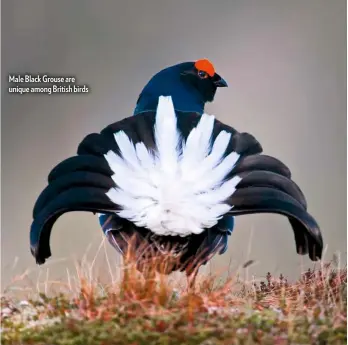  ??  ?? Male Black Grouse are unique among British birds