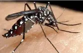  ?? (foto Ansa) ?? L’insetto Un esemplare di zanzara tigre (Aedes albopictus): di solito sono lunghe tra i 5 e i 10 millimetri e sono vistosamen­te tigrate di bianco e nero