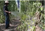  ?? ?? A worker sprays water on pepper plants at a farm.