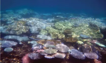  ?? Photograph: Suzanne Long/Alamy Stock Photo ?? In-water and aerial observatio­ns by the Great Barrier Reef authority have confirmed a third mass coral bleaching event has occurred with previously unaffected areas in the south suffering damage.