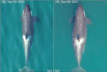  ?? — The Washington Post ?? Aerial images documentin­g the shape change during pregnancy of an adult female southern resident killer whale known as J36.