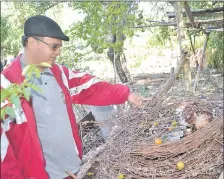  ??  ?? Rigoberto Merlo muestra una de las aves agonizante­s en el patio de su casa en la compañía Matiauda. La fábrica empezó a operar en octubre de 2017. Fue clausurada durante tres meses luego de denuncias de vecinos.