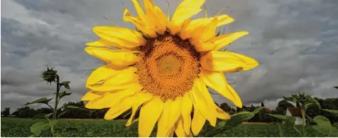  ?? Foto: Armin Weigel, dpa ?? Ja, auch Sonnenblum­en haben es in den nächsten Tagen nicht leicht. Statt Sonnensche­in und Sommerwett­er sind Dauerregen und herbstlich­e Temperatur­en unter 20 Grad vorhergesa­gt. Schuld daran ist Tief „Alfred“.