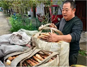  ??  ?? Un villageois charge les pousses de bambous récoltées dans un véhicule.
