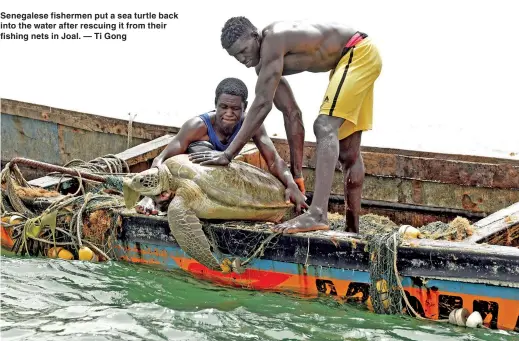  ??  ?? Senegalese fishermen put a sea turtle back into the water after rescuing it from their fishing nets in Joal. — Ti Gong