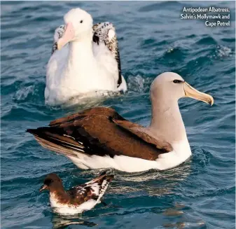  ??  ?? Antipodean Albatross, Salvin’s Mollymawk and Cape Petrel