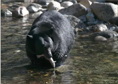  ?? (File Photo/AP/Rich Pedroncell­i) ?? A black bear eats a Kokanee salmon it caught in the Taylor Creek on Oct. 24, 2017, in South Lake Tahoe, Calif.