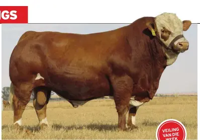  ??  ?? Simmentale­rbulle het ’n uitstekend­e gemiddelde prys van R59 968 stuk op die produksiev­eiling van die Simmentale­r-groep Drie van die Bestes naby Coligny behaal. Die duurste bul (nr. PN13146, bo) is deur mnr. Nico Venter van Coligny geteel en teen R180...