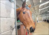  ??  ?? A horse called Billy eyes latch on his stall at national equestrian centre