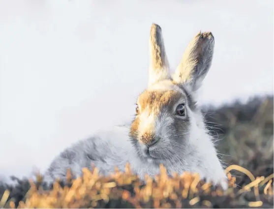  ?? Picture: Getty. ?? The government will be examining the options to prevent a mass cull of the mountain hare.