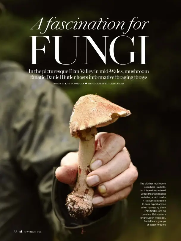  ??  ?? The blusher mushroom seen here is edible, but it is easily confused with similar poisonous varieties, which is why it is always advisable to seek expert advice when harvesting them OPPOSITE From his base in a 17th-century longhouse in Rhayader, Daniel...