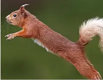  ??  ?? Red squirrels are among nation’s threatened species