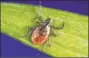  ?? James Gathany / Associated Press ?? A deer tick, also known as a black-legged tick, which spreads Lyme disease from deer or white-legged mice to people.