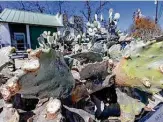  ?? William Luther / Staff photograph­er ?? The freeze damaged the “cow’s tongue” cactus outside Southtown’s La Tuna Icehouse & Grill.