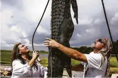  ??  ?? After measuring the gator, Nancy and Mike lower it back into the boat. The couple plans to mount the head, make jewelry from some of the teeth and turn the skin into a vest and a thong bikini.