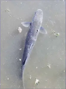  ??  ?? Mullet are commonly-seen fish in harbours, estuaries and tidal rivers.