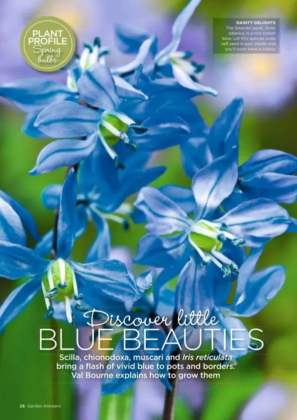  ??  ?? DAINTY DELIGHTS The Siberian squill, Scilla siberica, is a rich cobalt blue. Let this species scilla self seed in part shade and you’ll soon have a colony