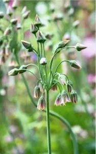  ??  ?? Nectarosco­rdum siculum bulgaricum, a bulbous perennial flowering from late spring, stands up to 3ft (1m) tall, and bears pendulous, purplish bells.