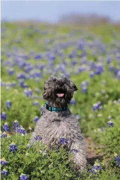  ?? Michael Ciaglo/Houston Chronicle via AP ?? Ranger, a miniature schnauzer, enjoys his time in a field of bluebonnet­s Friday at a safe viewing area at First Baptist Church of Chappell Hill in Chappell Hill, Texas.