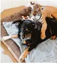  ?? Foto: dpa ?? Hund Blakely schmust und tobt mit klei nen Tigern. Er zeigt ihnen Dinge, die ei gentlich ihre Mama ihnen beibringen müsste.