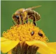  ??  ?? Hier nascht eine Honigbiene an einer Arnikablüt­e.