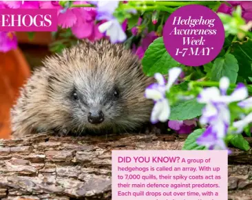  ?? ?? Hedgehog Awareness Week 1-7 MAY